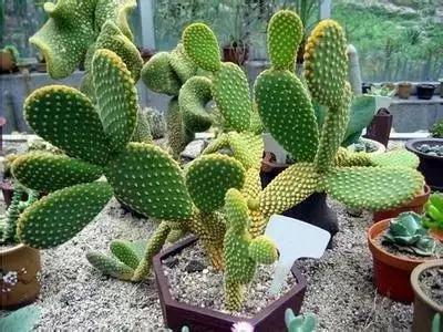 50种浪漫鲜花花语大全 50种浪漫鲜花花语大全（50种浪漫鲜花花语大全图片） 生活