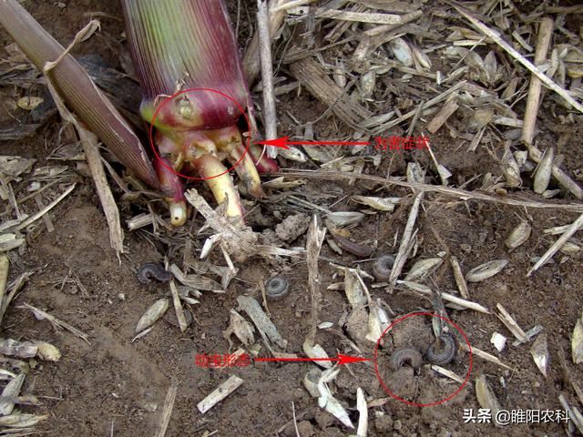 玉米苗期害虫用它治，一次就够了，小地老虎、二点委夜蛾全杀净