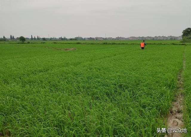 高温天气，水稻田用氰氟草酯、噁唑酰草胺防除稗草效果变差2