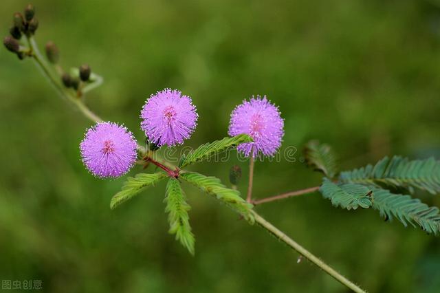 秋天开的花