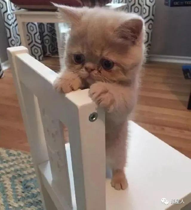 总有刁民想害朕，这只猫一言不合就站起来威胁铲屎官- 全网搜