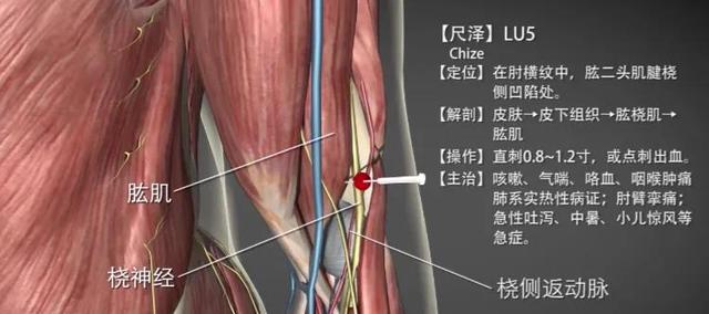 尺泽穴—肺热咳嗽气喘咽喉肿痛