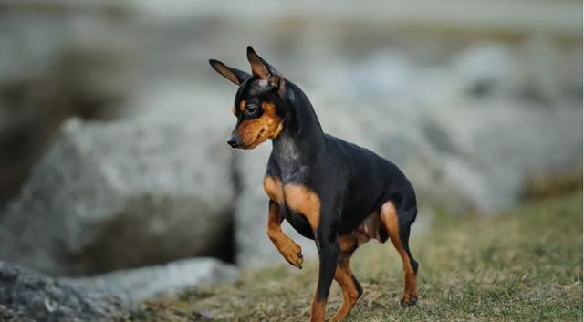 迷你宾莎犬和小鹿犬图片