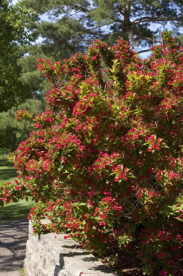 锦带花 锦带花（锦带花和海仙花的区别） 生活