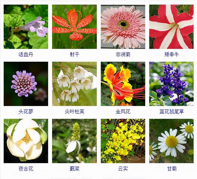 观花植物 观花植物（木本观花植物） 生活