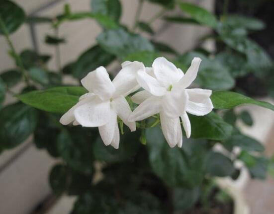 茉莉花花语 茉莉花花语（茉莉花花语及传说） 生活