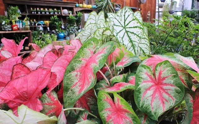 花叶芋 花叶芋（花叶玉蝉） 生活