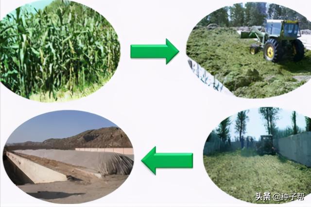 牛羊最好、最省钱的青贮饲料？适合华中、西北地区专用的青贮玉米10