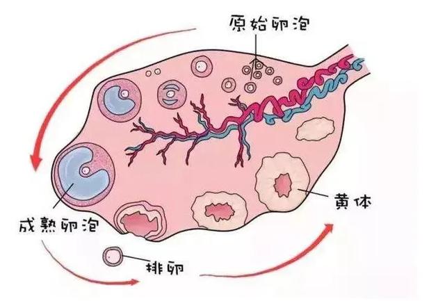 医生揭秘试管婴儿流程，不是体外受精这么简单，还得层层筛选培养