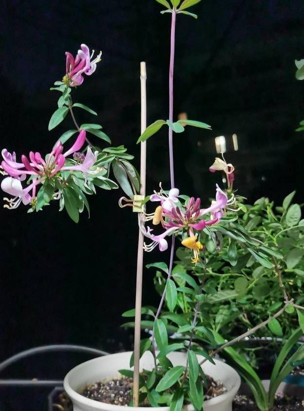 金银花盆景 金银花盆景（金银花盆景图片欣赏） 生活