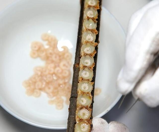 女性吃蜂王胎有什么好处？