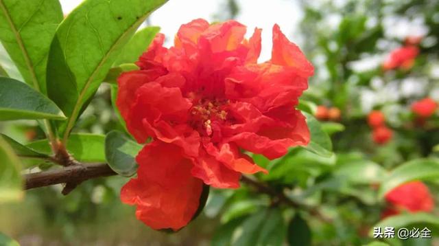 北方宿根花卉 北方宿根花卉（北方宿根花卉有哪些种类） 生活