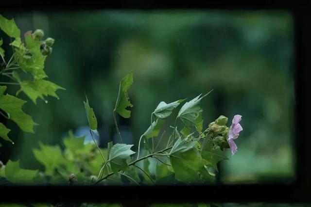 芙蓉花开 芙蓉花开（芙蓉花开花特点） 生活