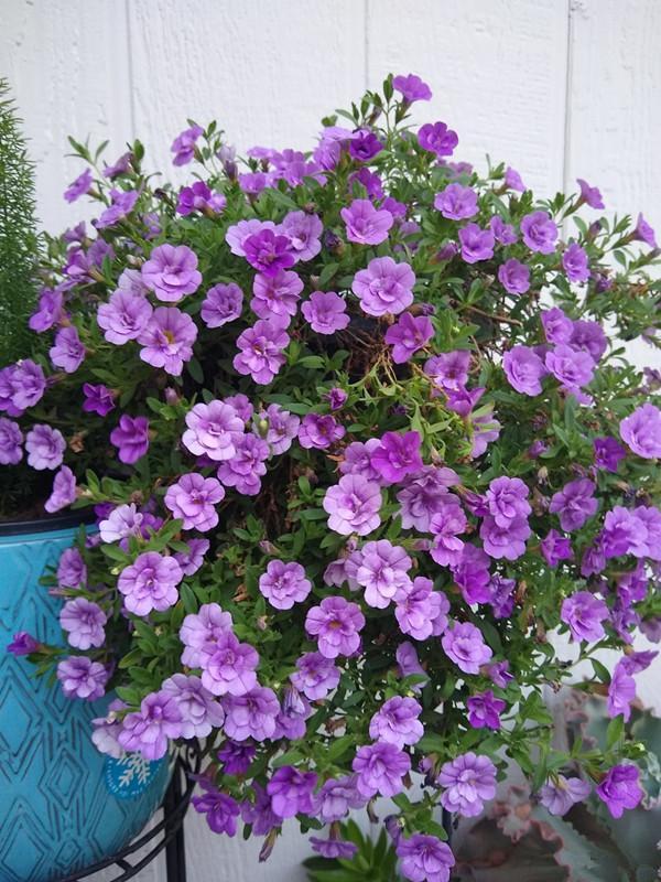 草本植物 草本植物（草本植物有哪些） 生活