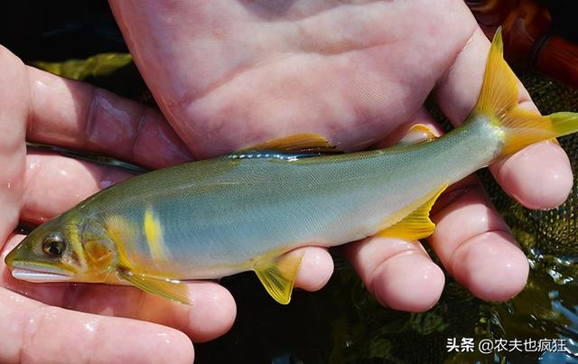 贡品鱼用什么鱼,祭祀贡品用什么鱼
