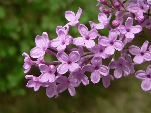 春天开的花有哪些