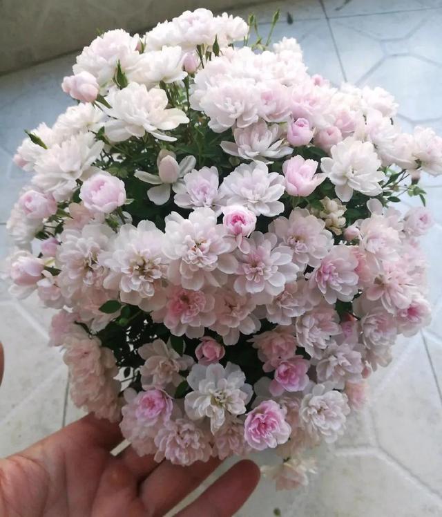 月季花的品种 月季花的品种（月季花的品种都有哪些） 生活