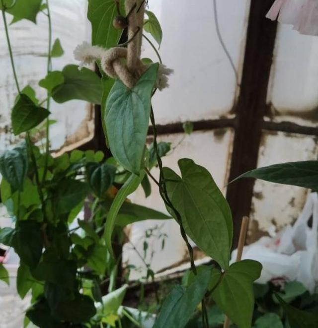 山药种子
