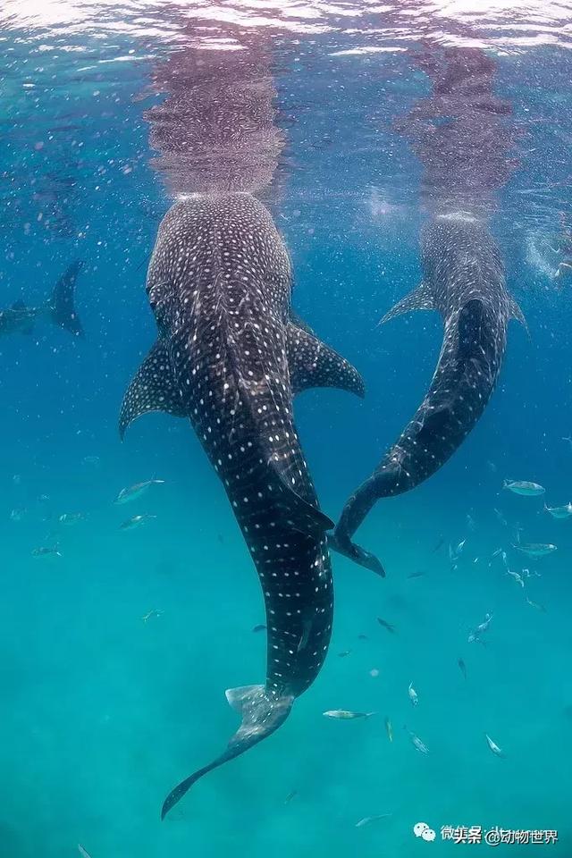 鲸鲨的简介_鲸鲨的简介英文-星座梦城