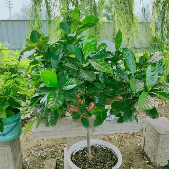 枝枝花