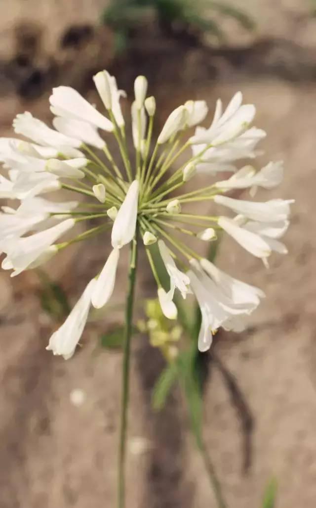 花的开放时间