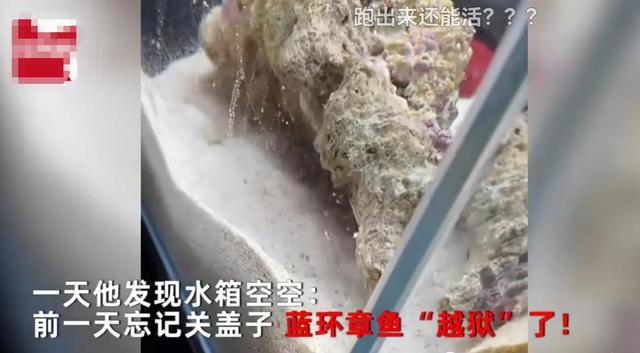 剧毒章鱼被当宠物卖