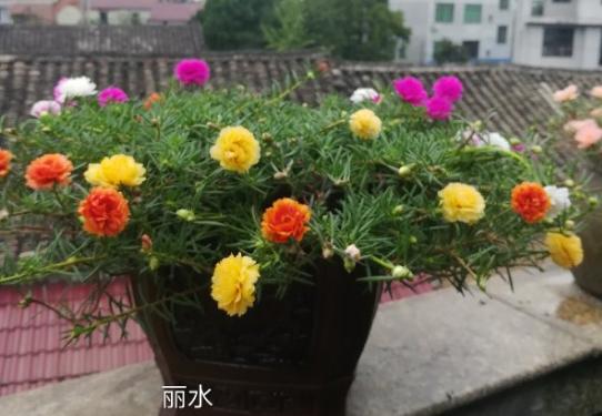 太阳花籽