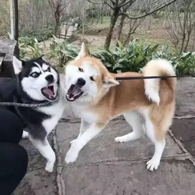 秋田犬性格