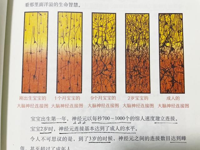 0-3岁是大脑发育黄金期，抓住这段关键期，正确早教促进大脑发育