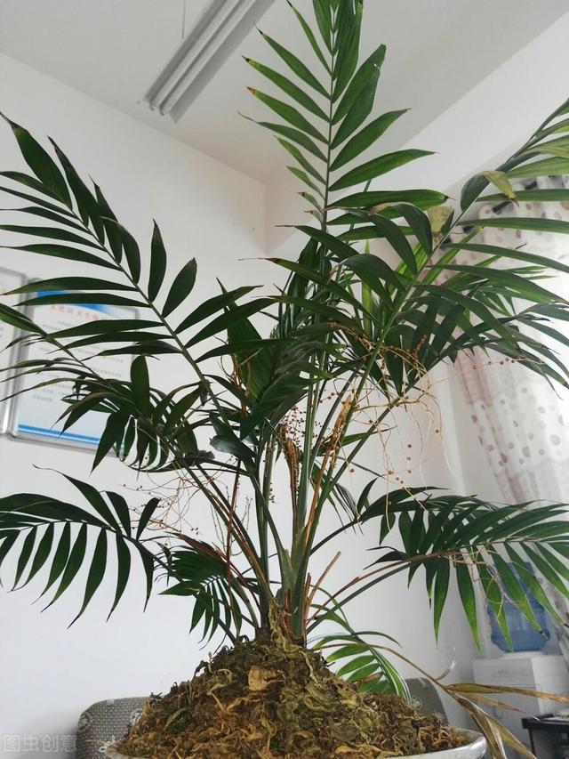 的养殖方法