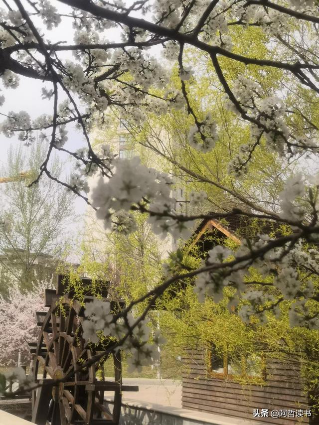 花香习习，垂柳依依，一花一世界，一树一菩提，淡妆浓抹总相宜