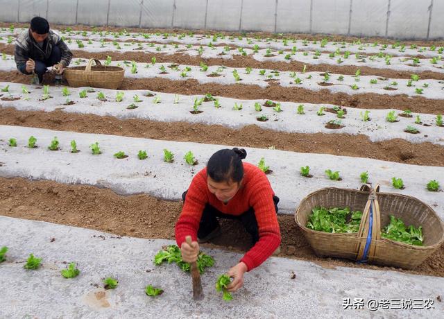 叶面肥有啥好处？怎样才能买到满意药，如何使用亩增收30%以上？13