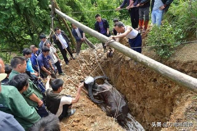 贵州一头老牛去世，500多人为其送葬，主人给它立碑，什么原因？
