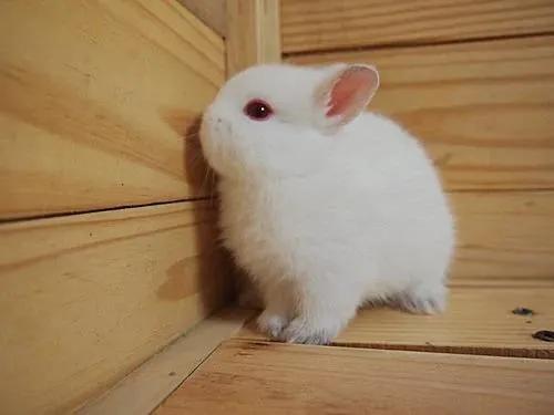 兔子的性格特征和脾气，兔子的冷知识？