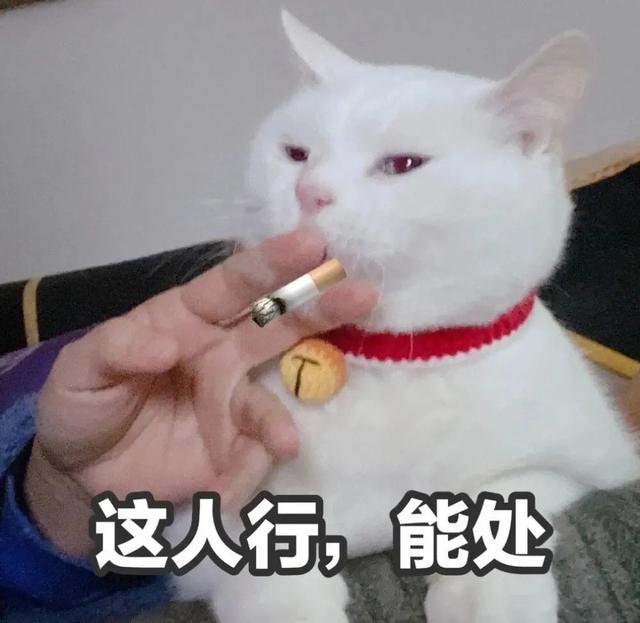 猫老师