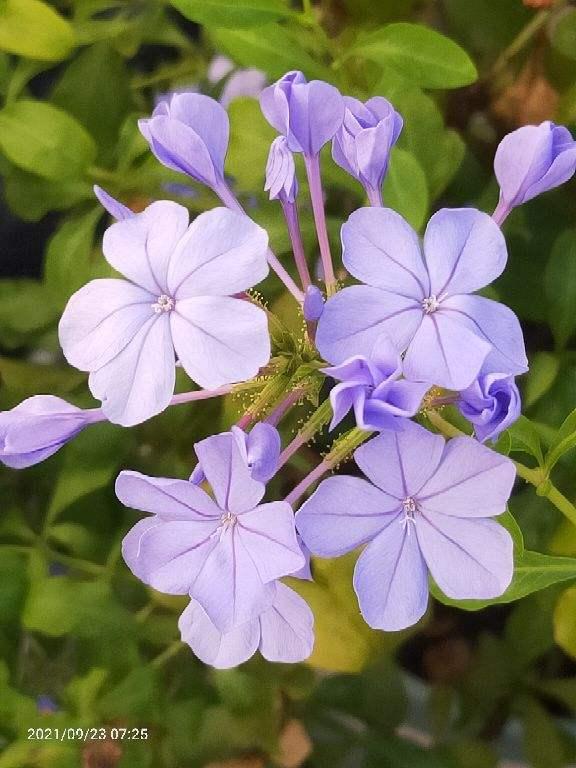 初春养花选种开花多的阳台变花海 新闻时间