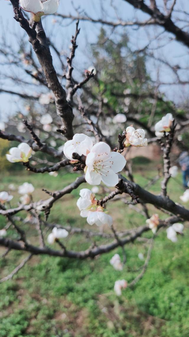 春天的花