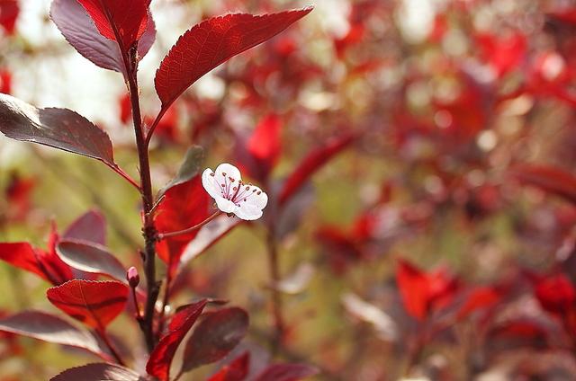 花卉知识