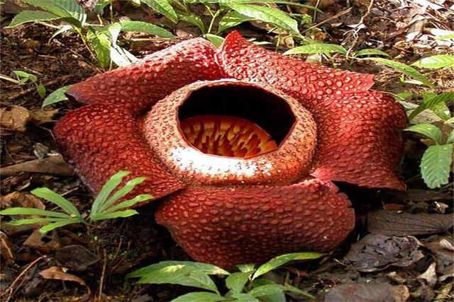 食人花吃人 食人花吃人（食人花吃人视频） 生活