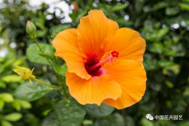 新年伊始各大育种公司新品迭出 | 每周国际花讯