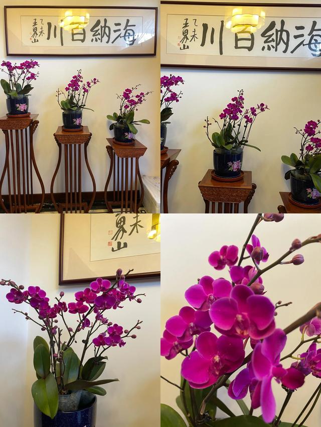 冬天 我把植物园搬进了家里 Zh中文网