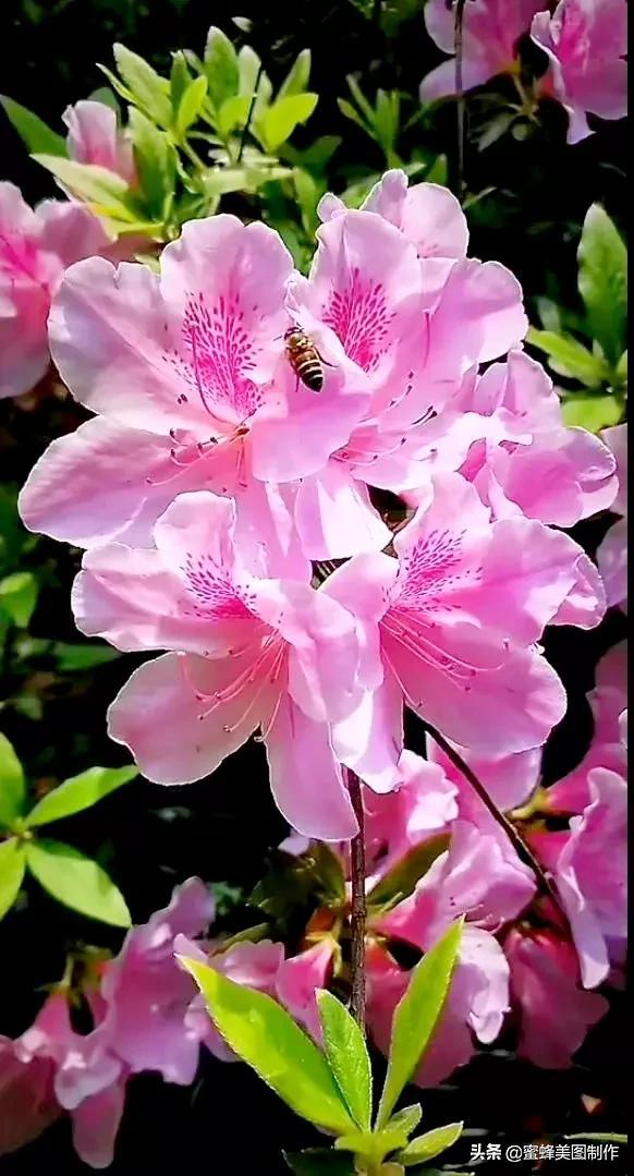 一花一叶即菩提，一草一木皆有情