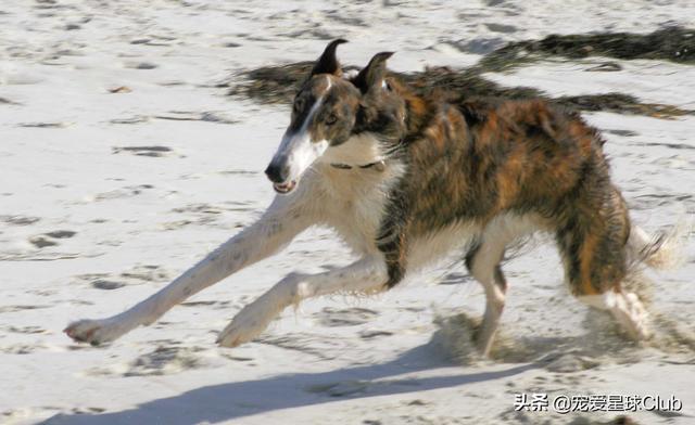 俄罗斯狼犬 俄罗斯狼犬（俄罗斯狼犬守护神） 动物