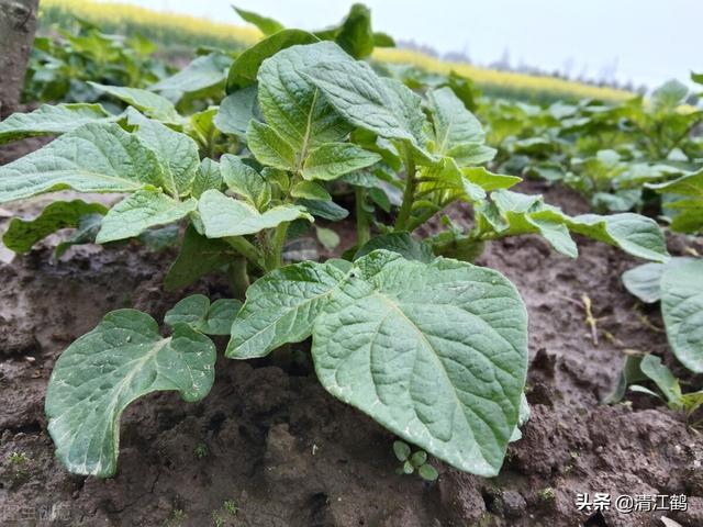 “死草不死洋芋”除草剂及配方有哪些？最厉害的除草剂是什么1