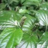內地遊客來海南必點的本地蔬菜