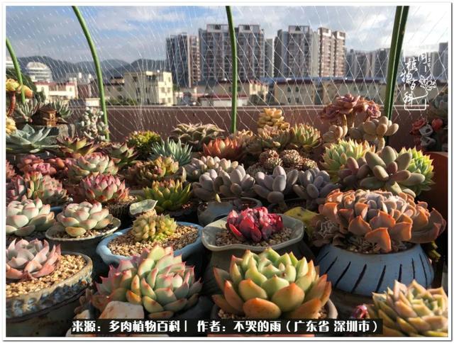 愿2022心中有盼，眼里有光，身边有多肉-第3张图片-9158手机教程网
