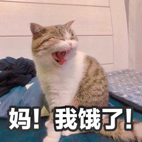 养猫的好处
