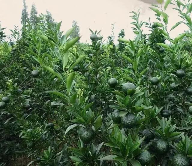 百味本草｜一两陈皮一两金，陈皮颜色越深越好吗？