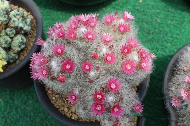 美花欣赏：仙人球开花，美不胜收