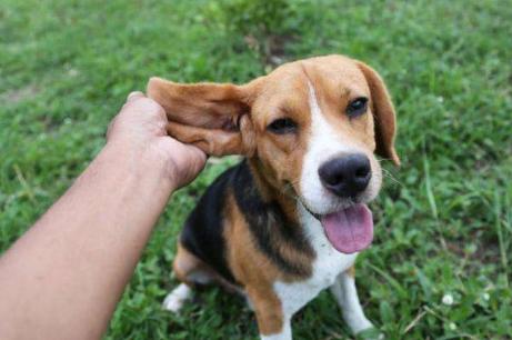 狗狗耳朵断了能长出来吗(狗耳朵自己断了怎么办)-艾拉养犬